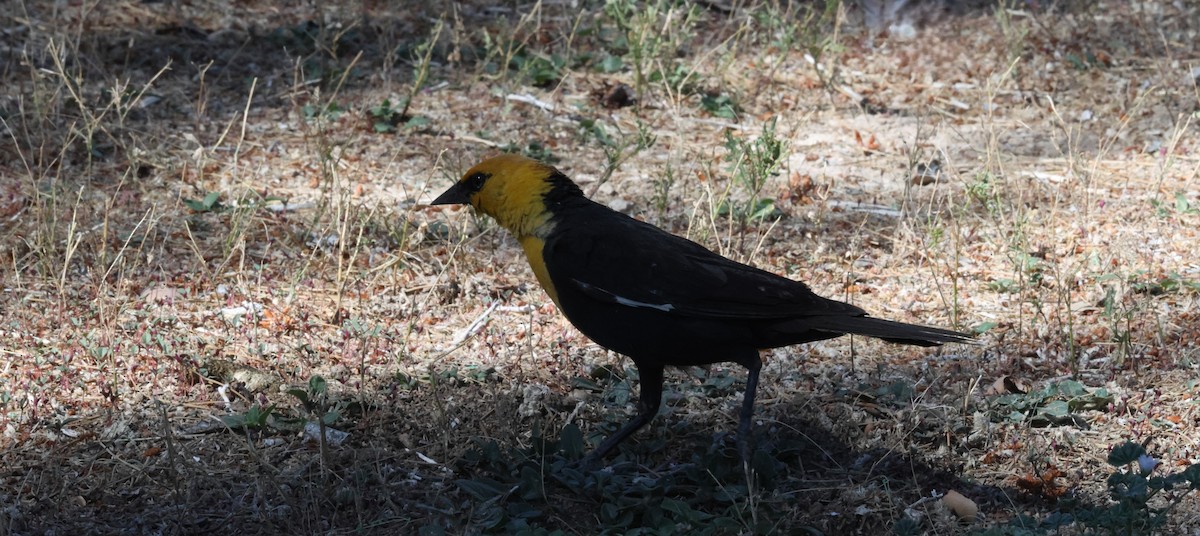 Yellow-headed Blackbird - ML620389648
