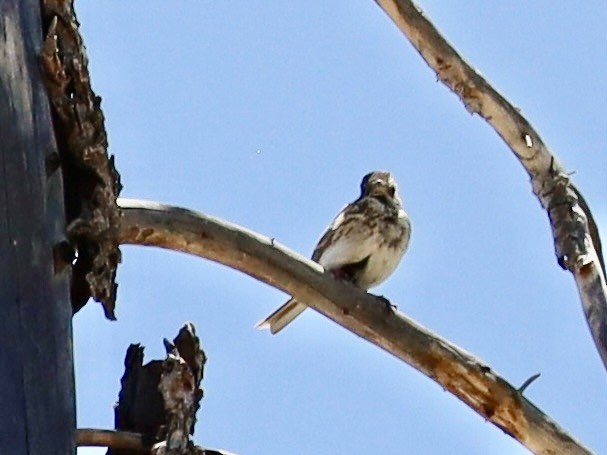 Vesper Sparrow - ML620389649