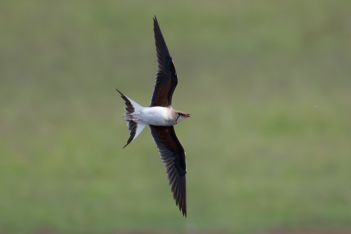 Collared Pratincole - ML620389657