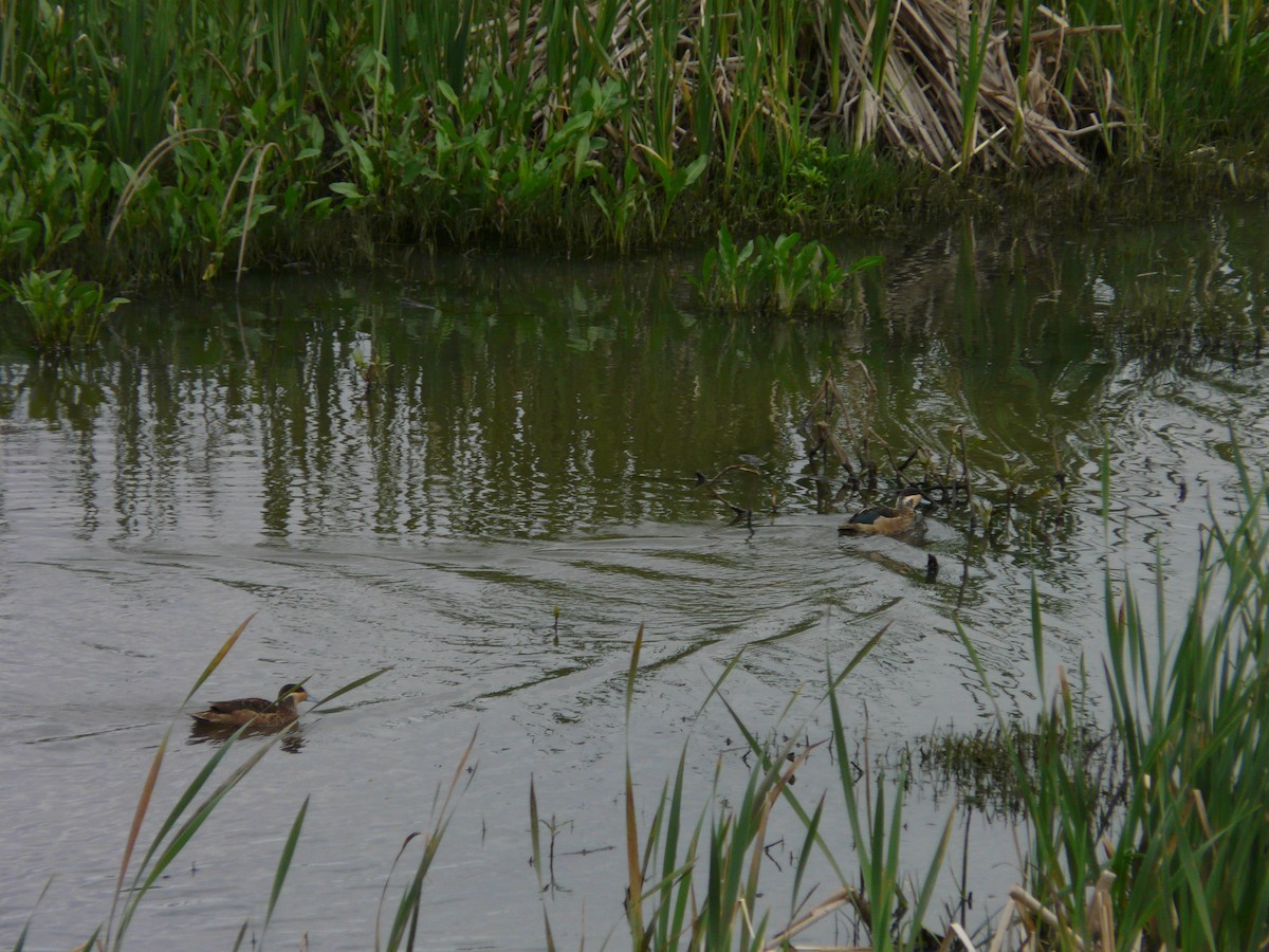 Blue-billed Teal - ML620389662