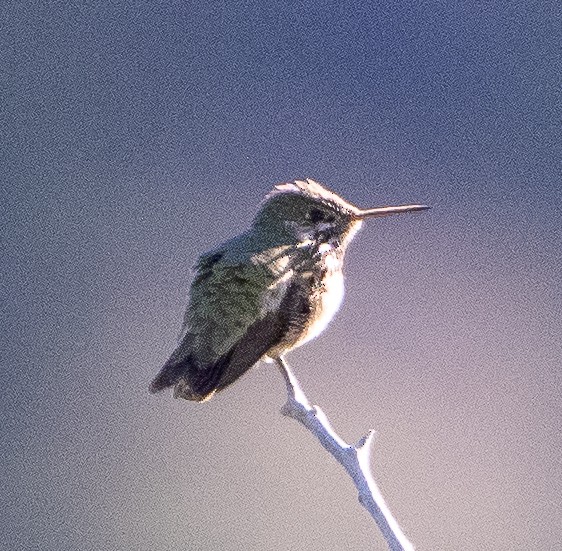 Calliope Hummingbird - ML620389667