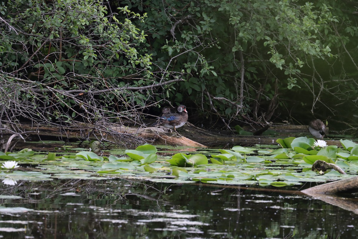 Wood Duck - ML620389671