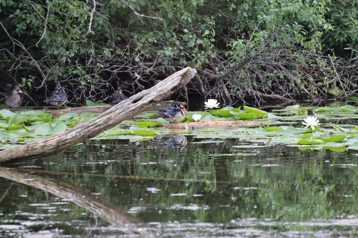 Wood Duck - ML620389672