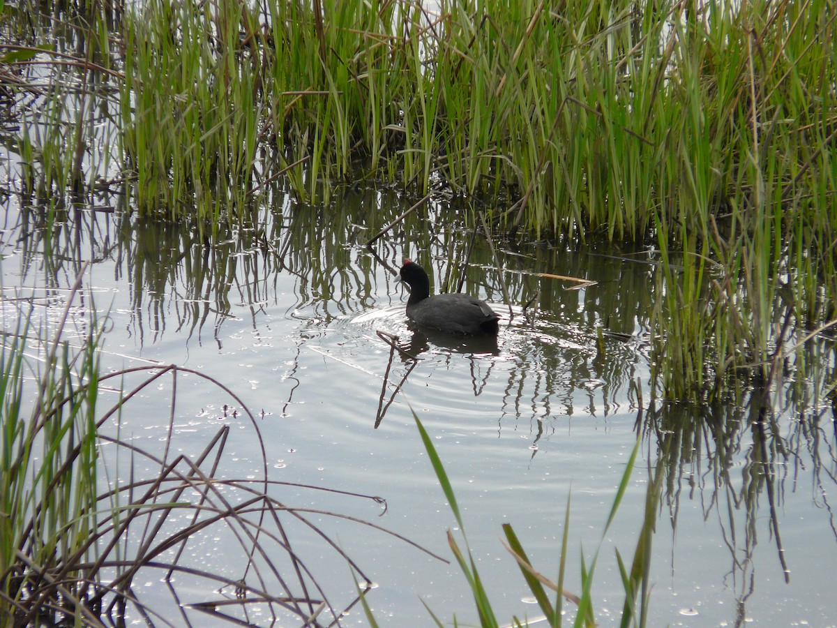 Red-knobbed Coot - ML620389676