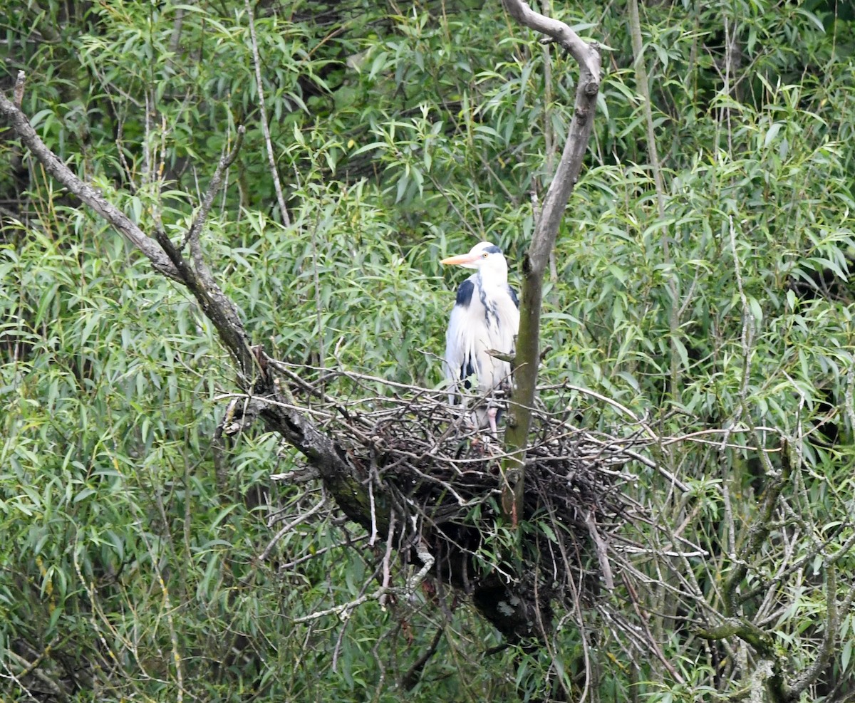 volavka popelavá (ssp. cinerea/jouyi) - ML620389689