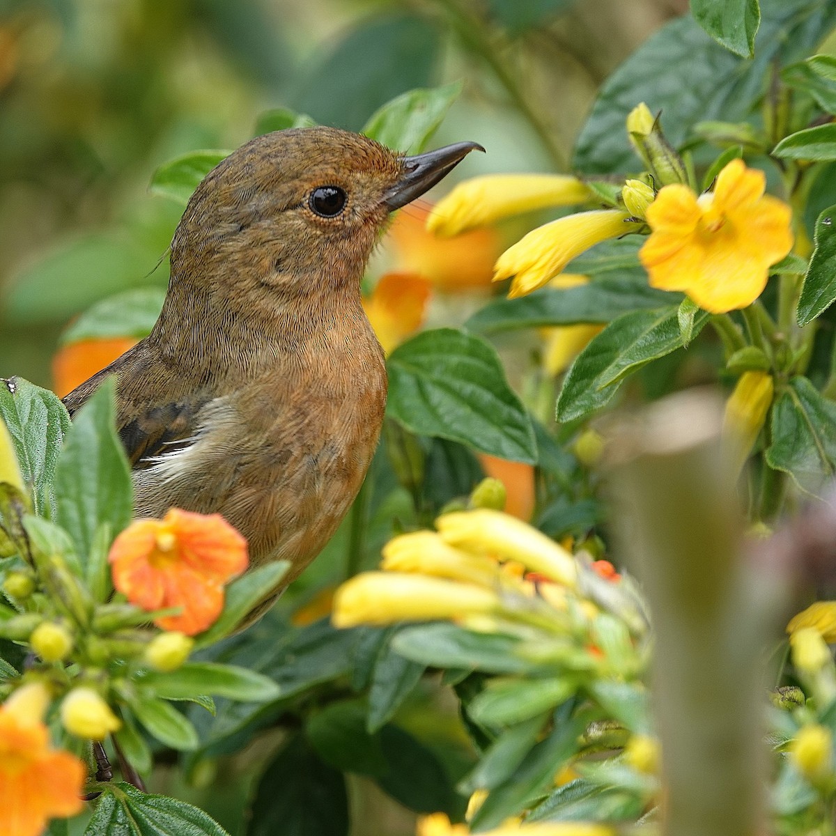 White-sided Flowerpiercer - ML620389691