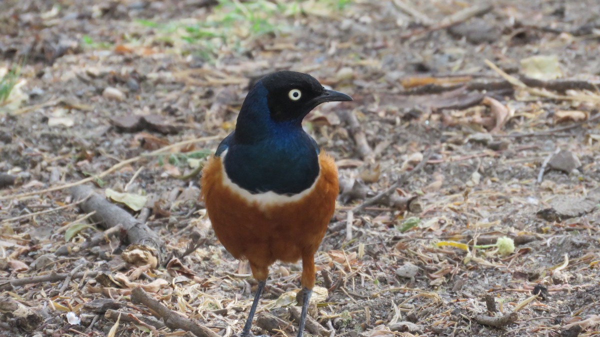 Superb Starling - ML620389693