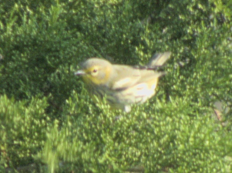 Cape May Warbler - ML620389696