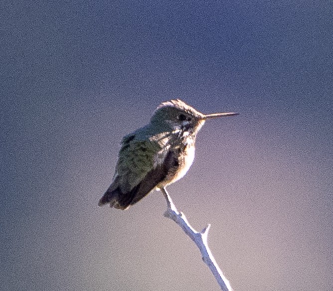 Calliope Hummingbird - ML620389707
