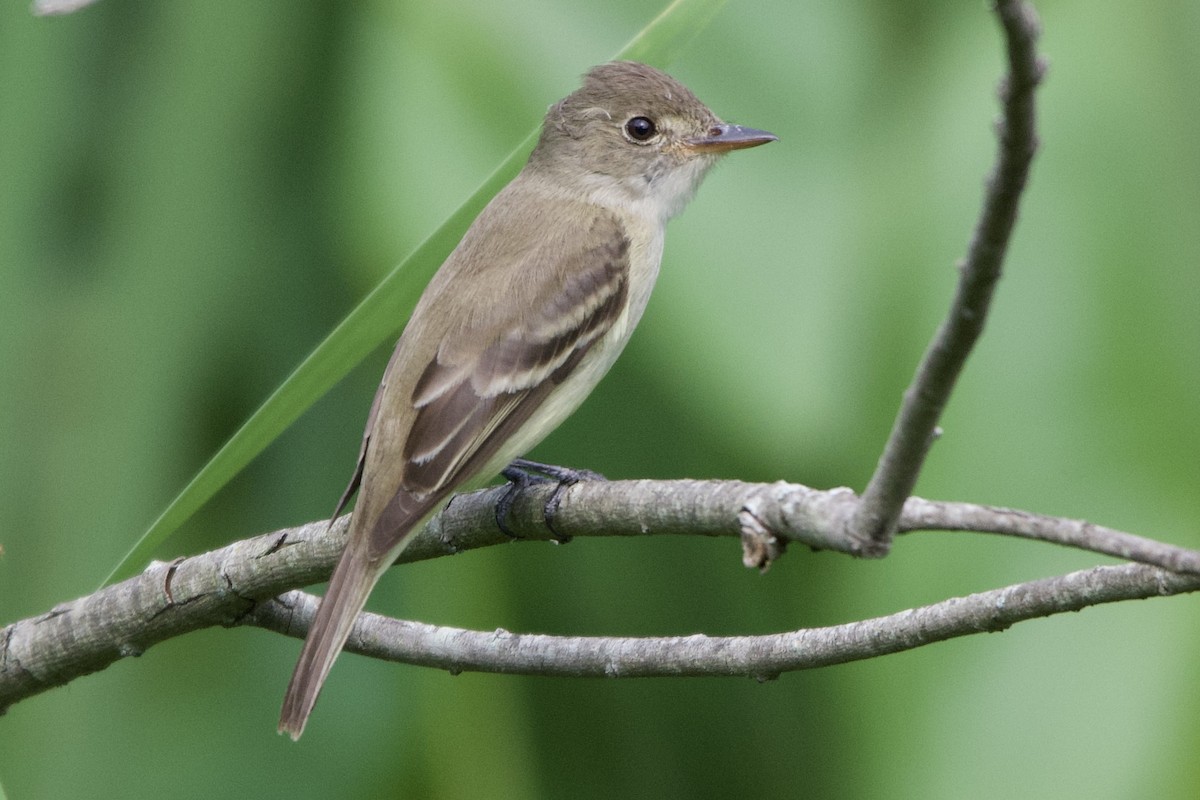 Willow Flycatcher - ML620389708