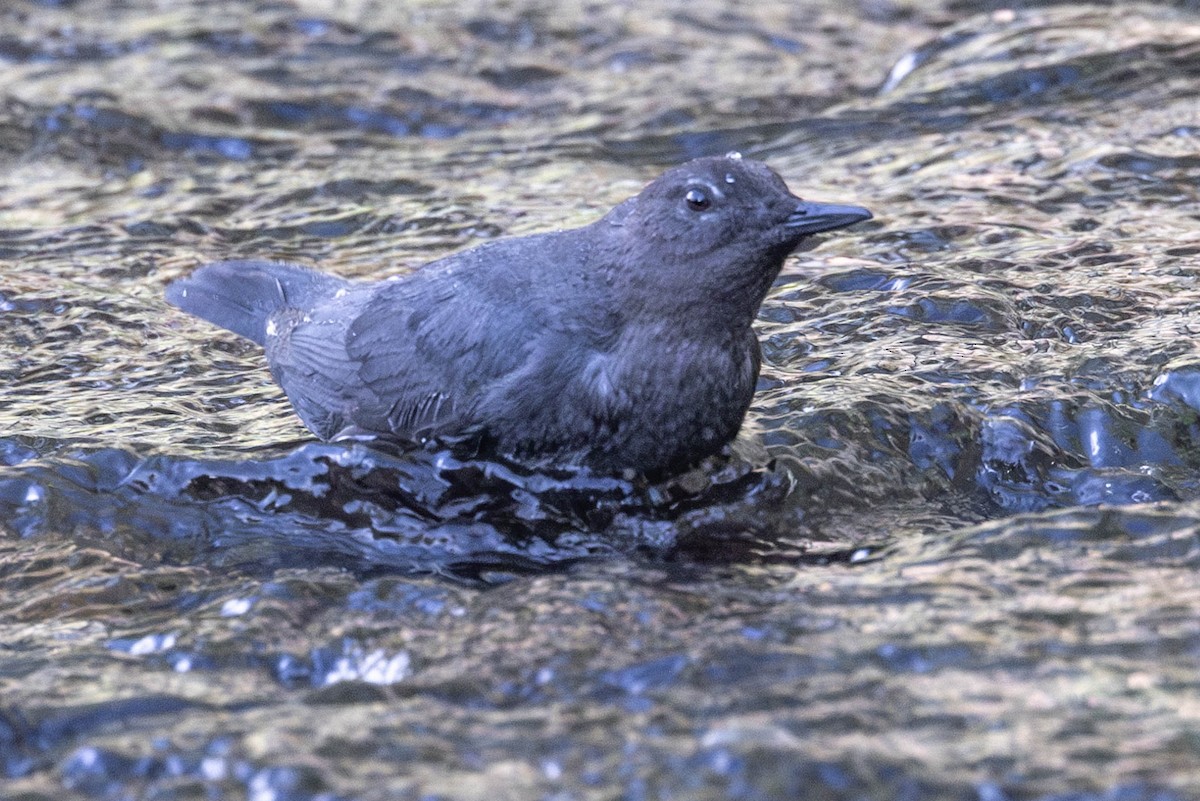 American Dipper - ML620389713