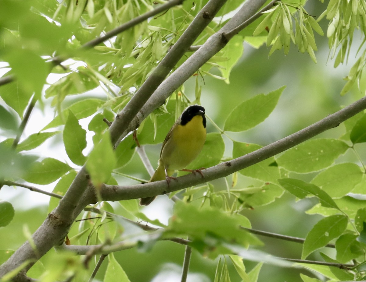 Common Yellowthroat - ML620389714