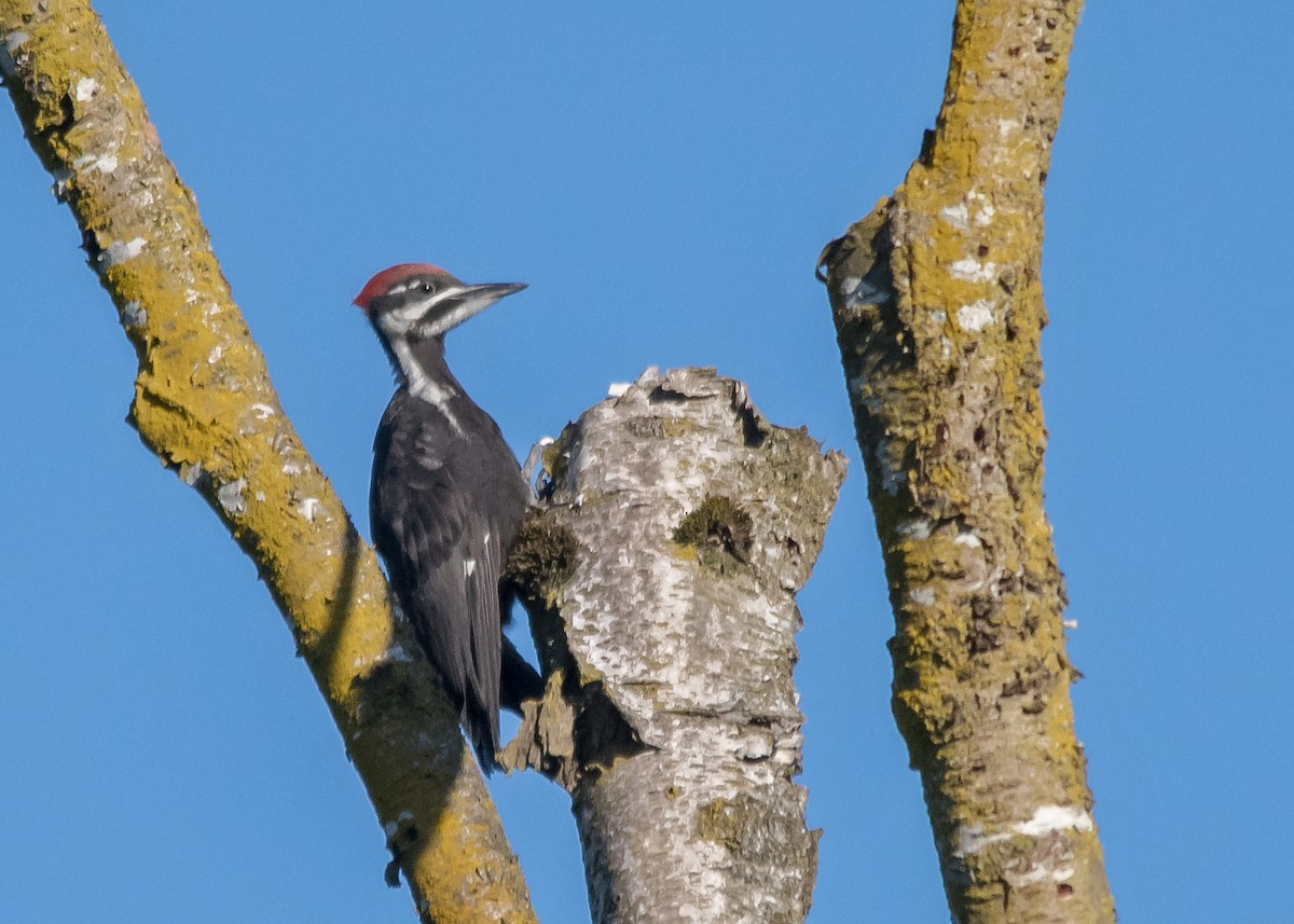 Pileated Woodpecker - ML620389715