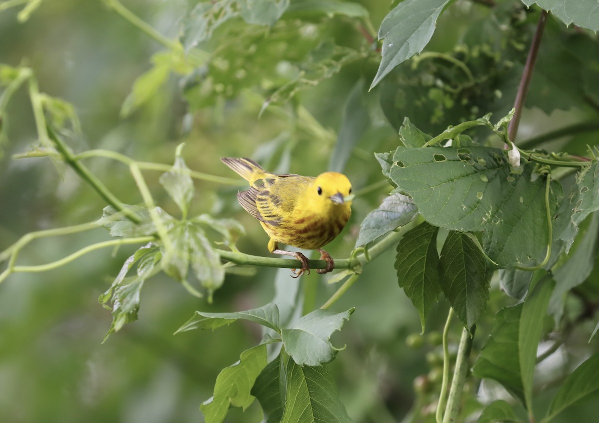 Yellow Warbler - ML620389720