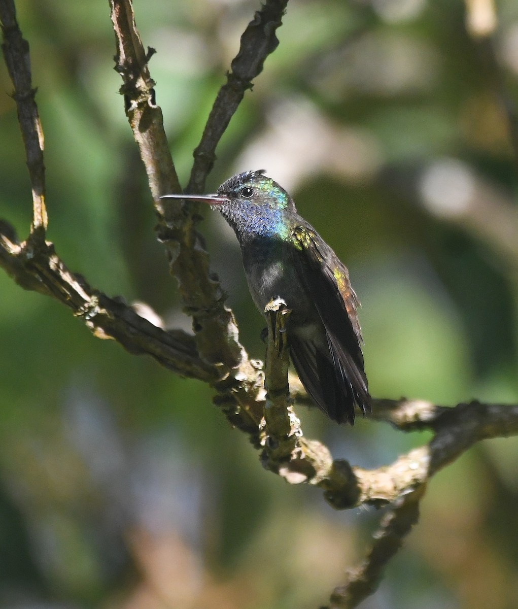 kolibřík bělobradý - ML620389723