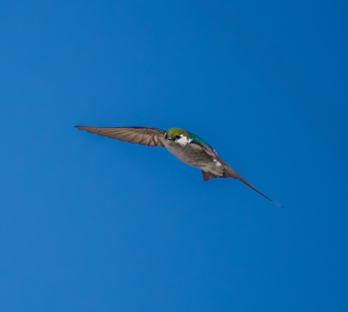 Violet-green Swallow - ML620389724