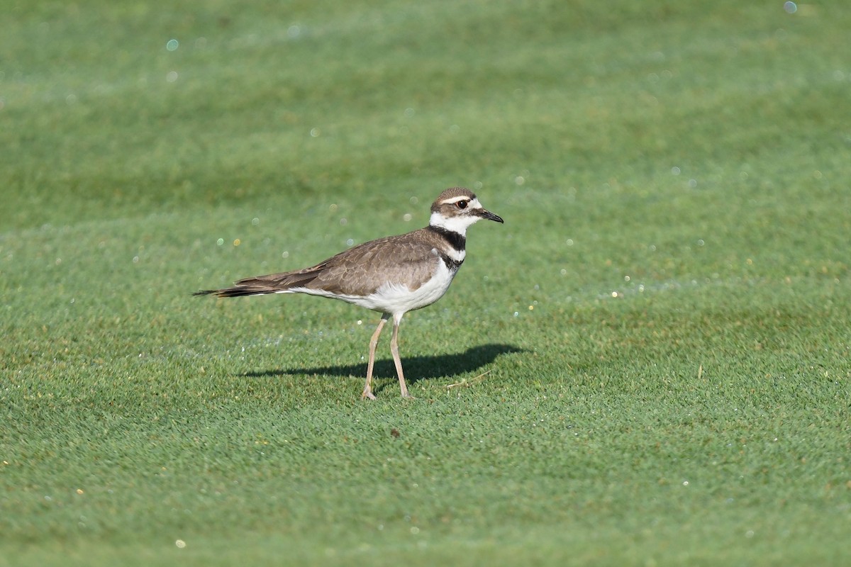 Killdeer - ML620389741