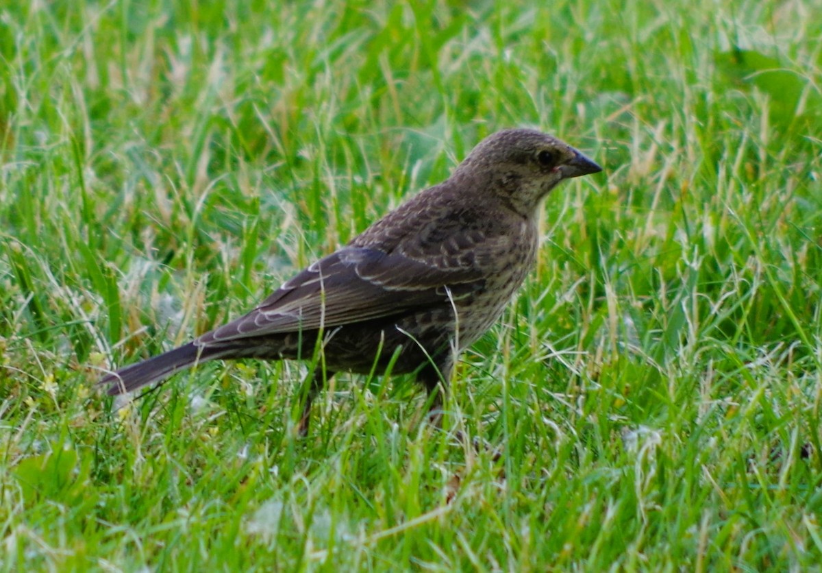 Brown-headed Cowbird - ML620389742