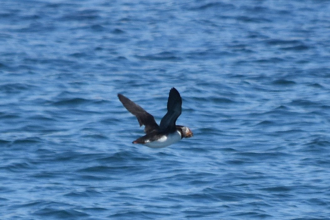 Atlantic Puffin - ML620389748