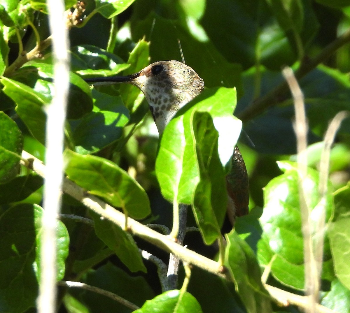 Colibrí de Allen - ML620389752