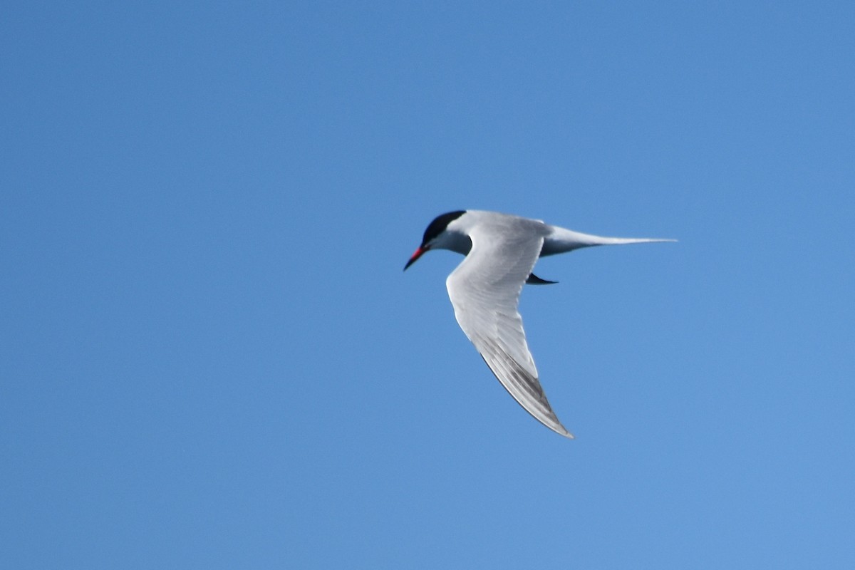 Common Tern - ML620389757
