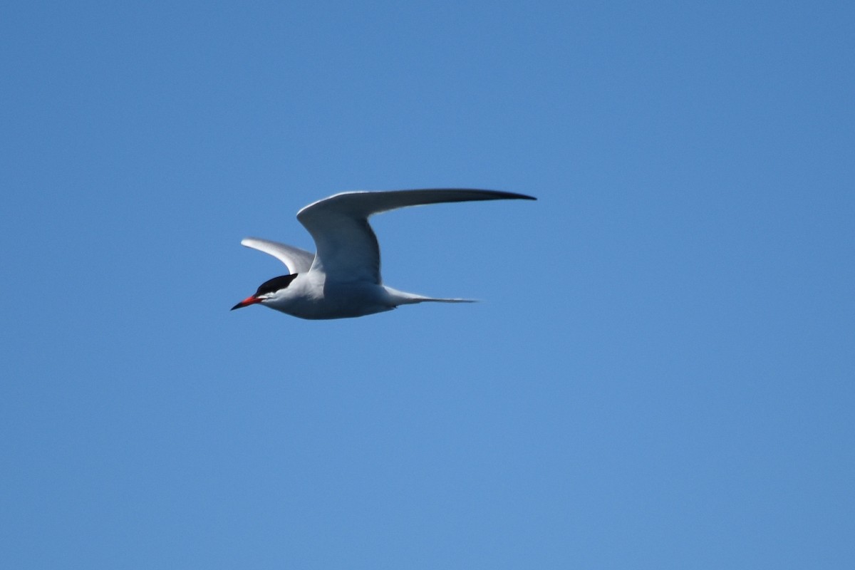 Common Tern - ML620389758