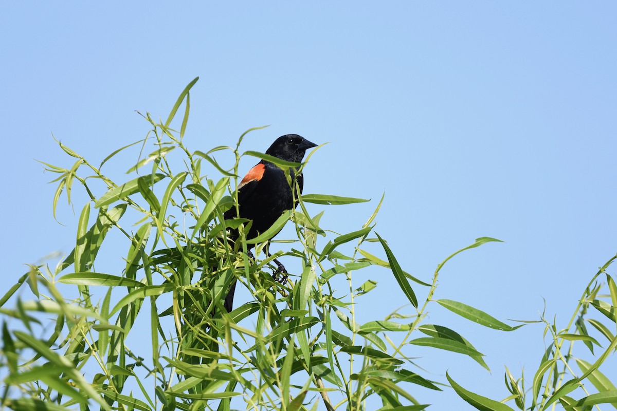 Red-winged Blackbird - ML620389761