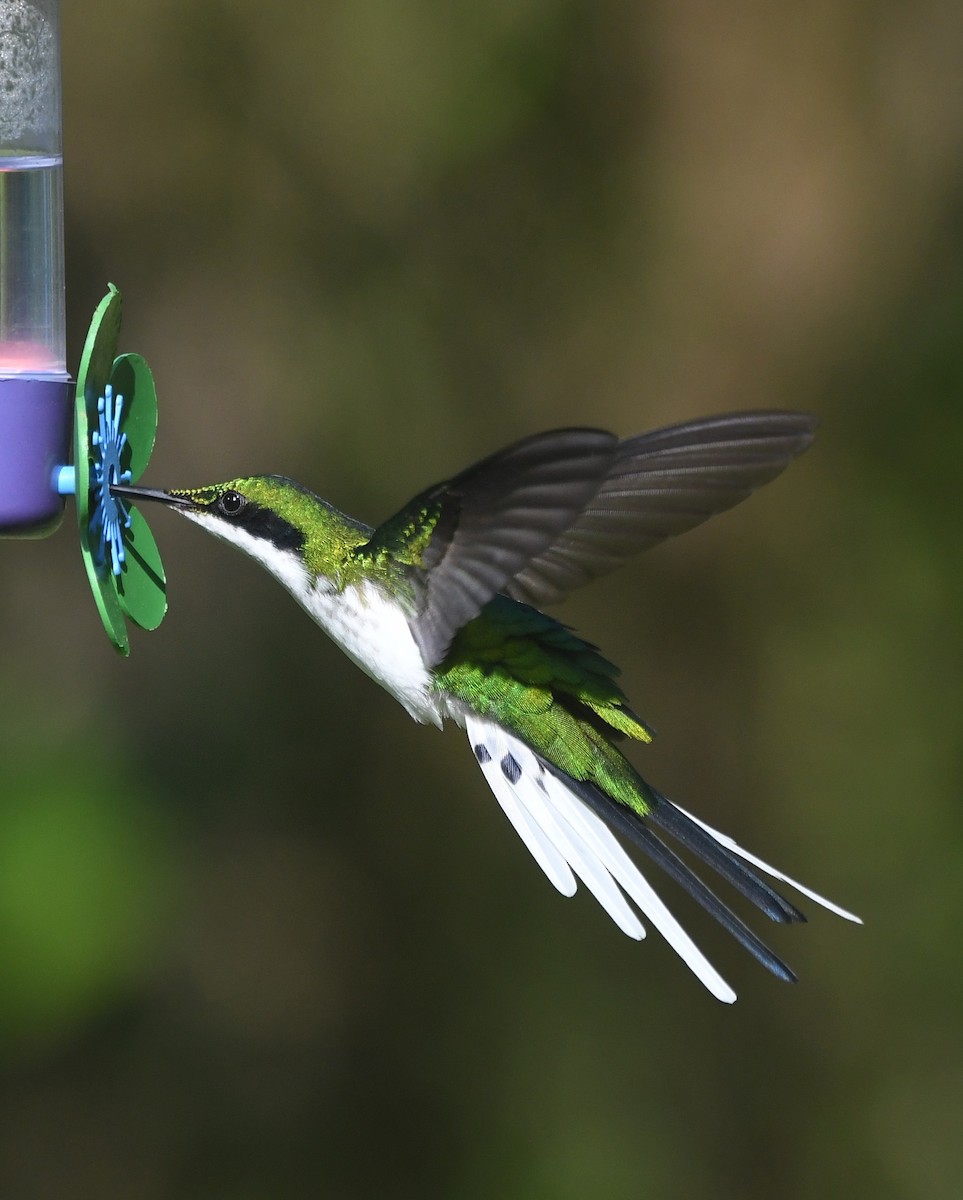 Black-eared Fairy - ML620389764