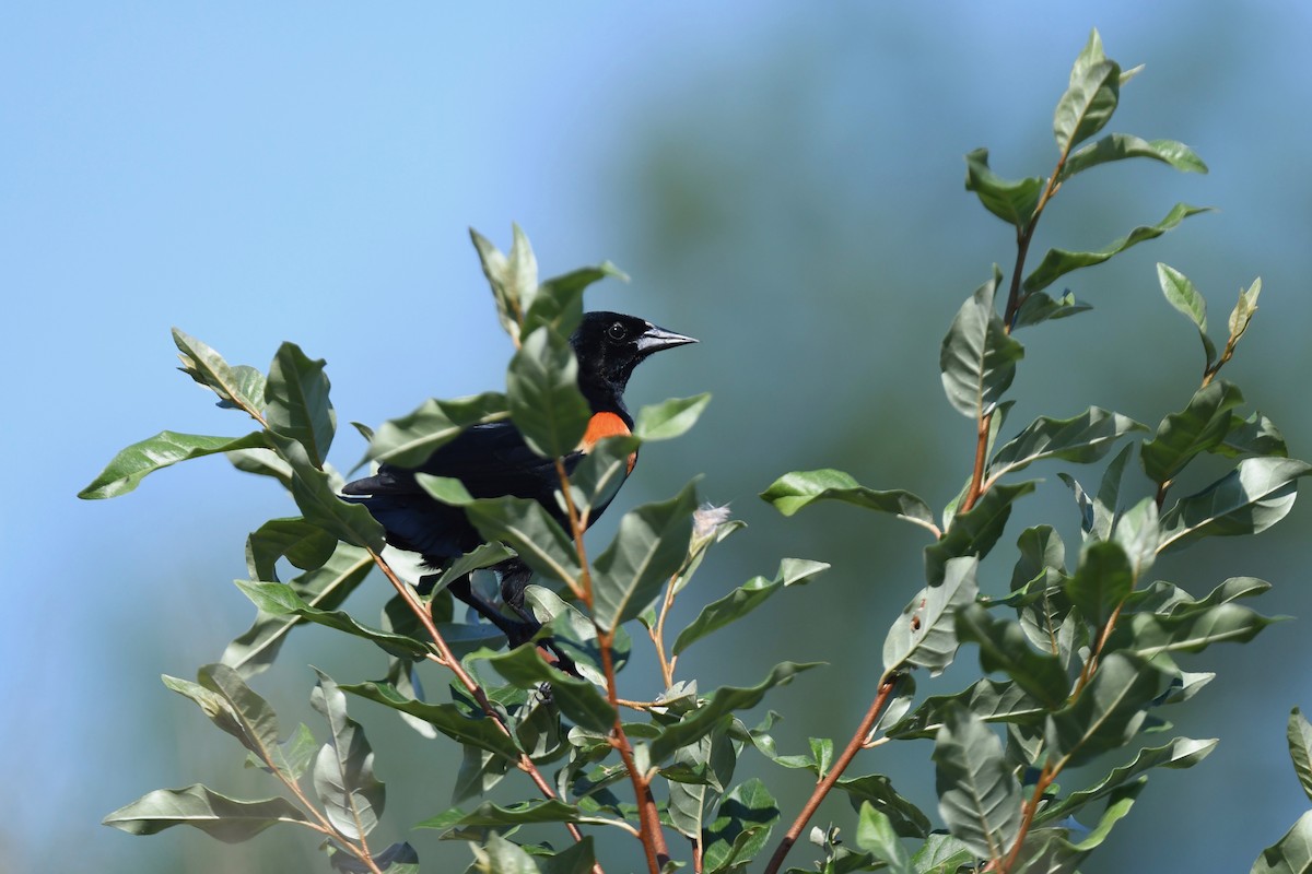 Red-winged Blackbird - ML620389765