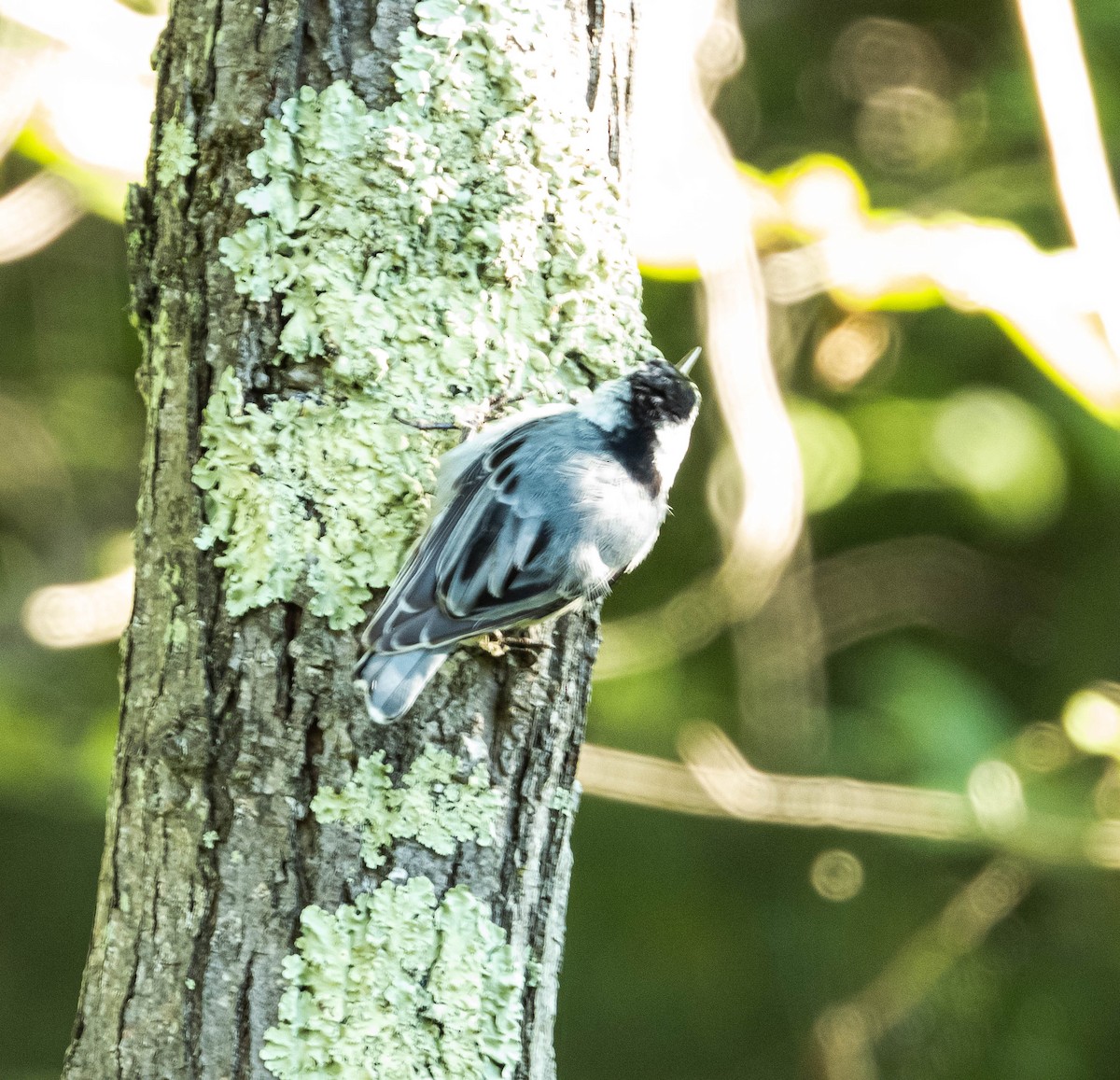 White-breasted Nuthatch - ML620389767