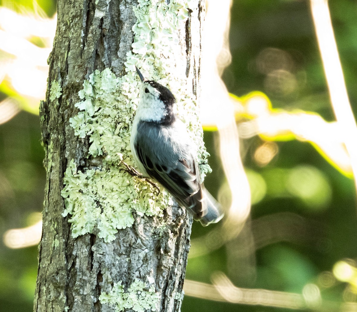 White-breasted Nuthatch - ML620389768