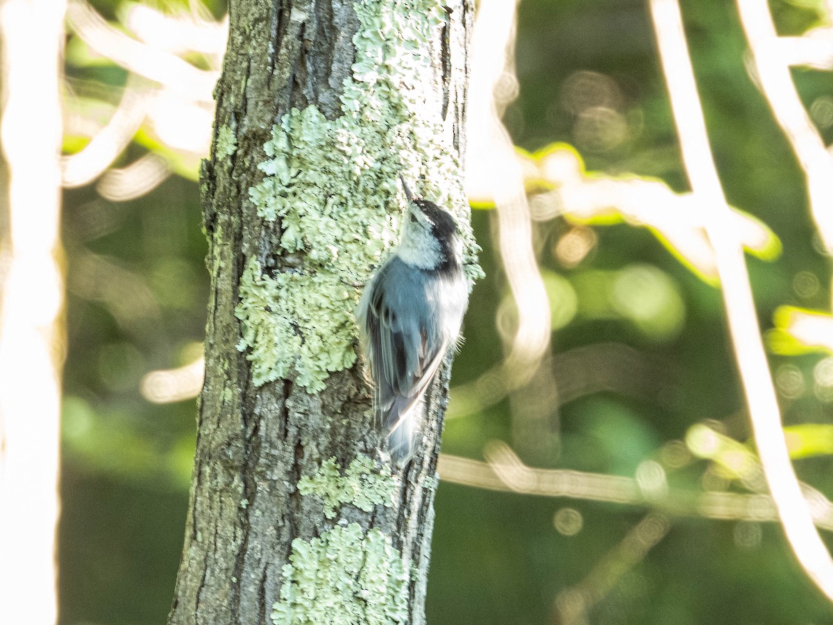 White-breasted Nuthatch - ML620389769
