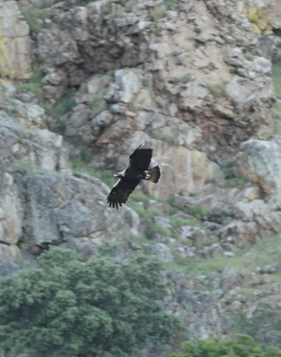 Águila Imperial Ibérica - ML620389774