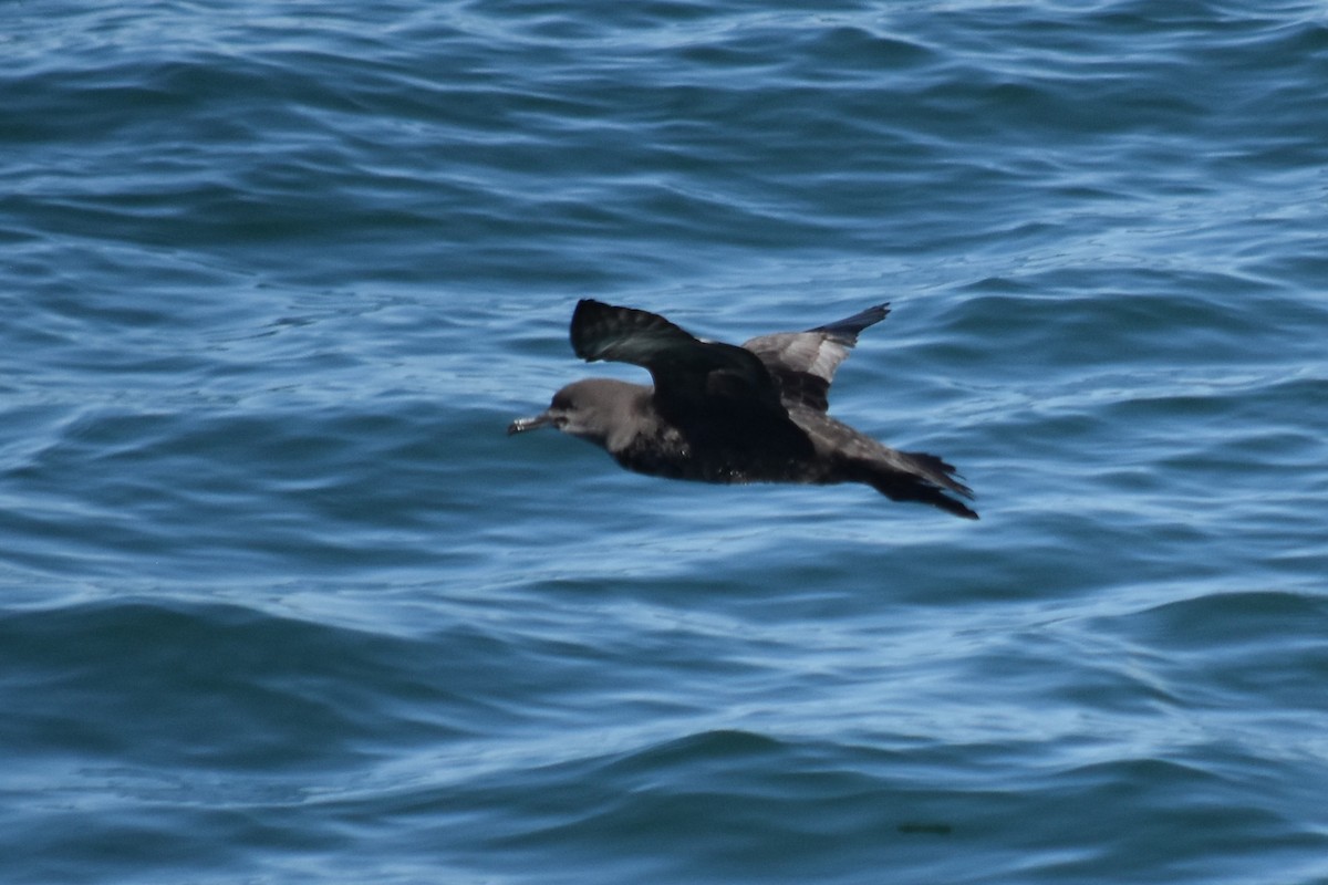 Sooty Shearwater - ML620389779