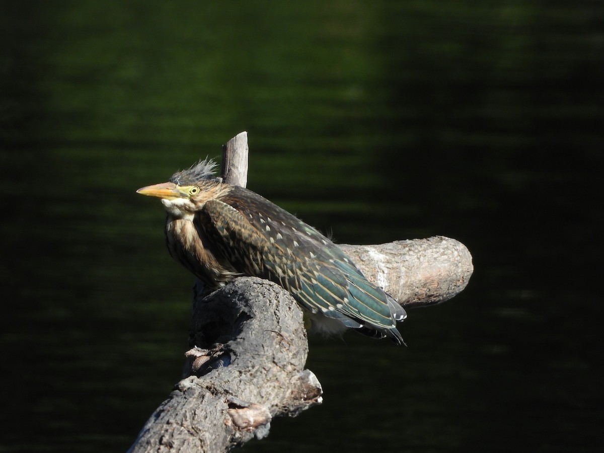 Green Heron - ML620389792