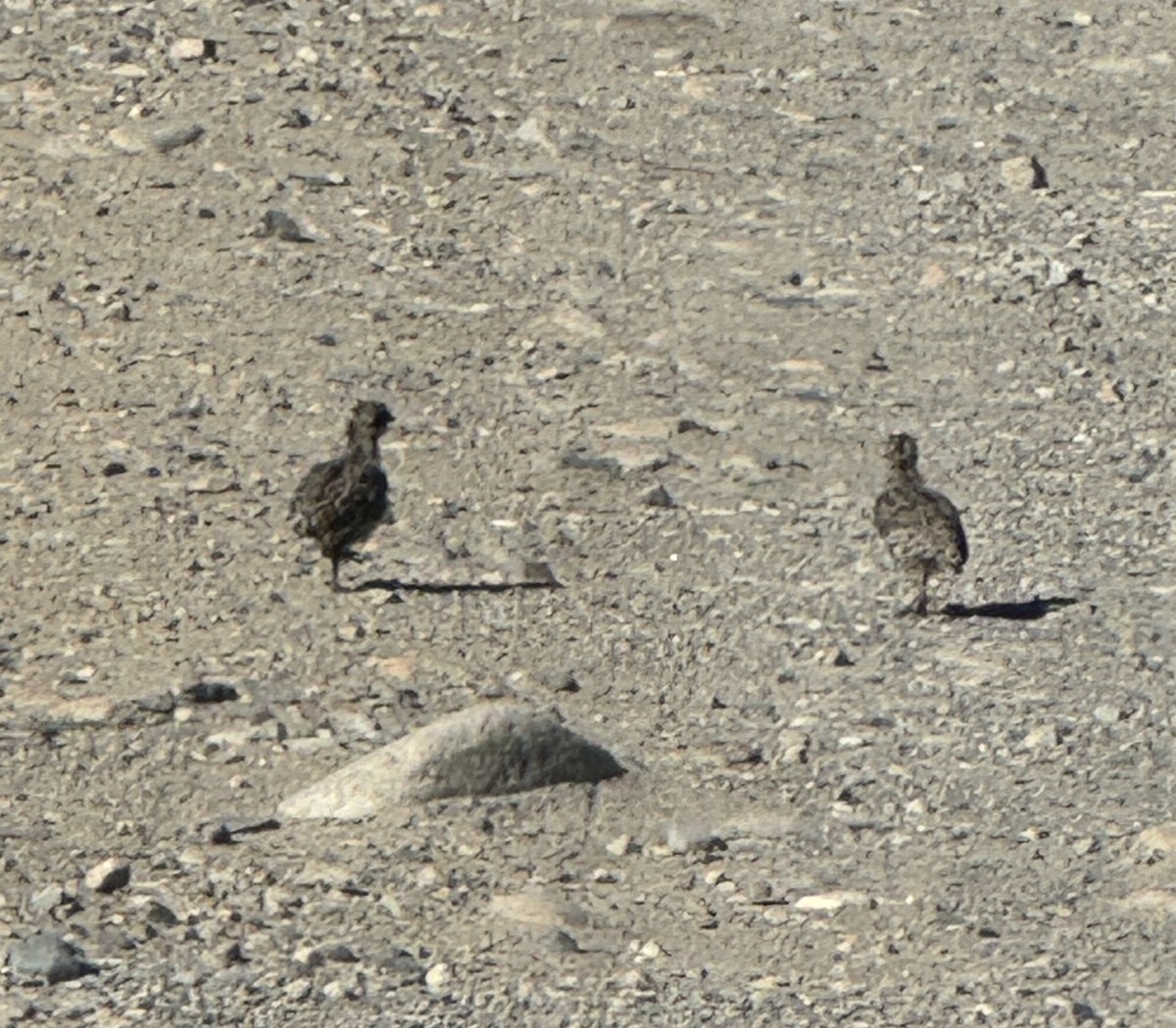 Greater Sage-Grouse - ML620389800