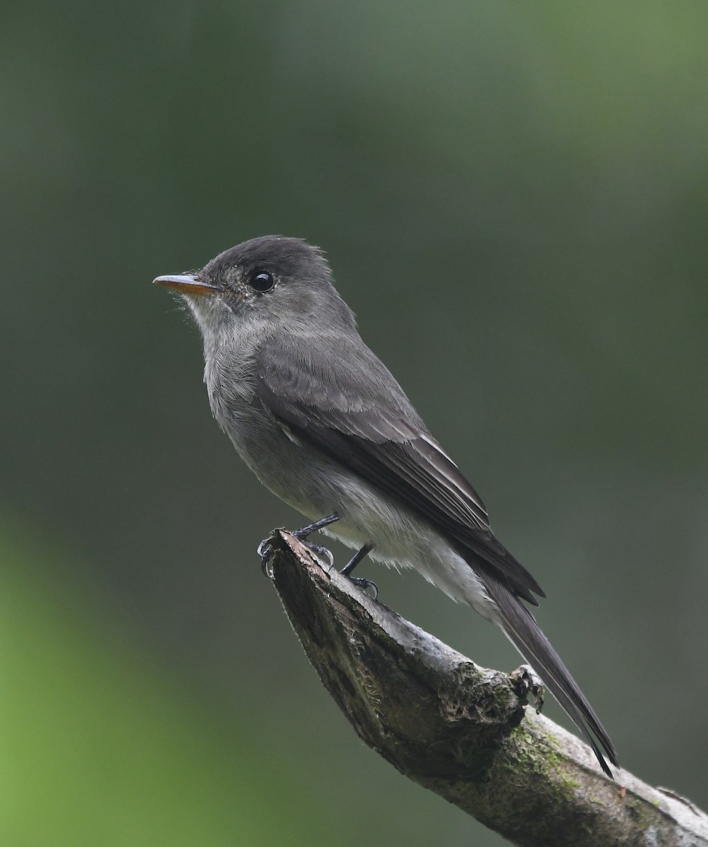 Southern Tropical Pewee - ML620389809
