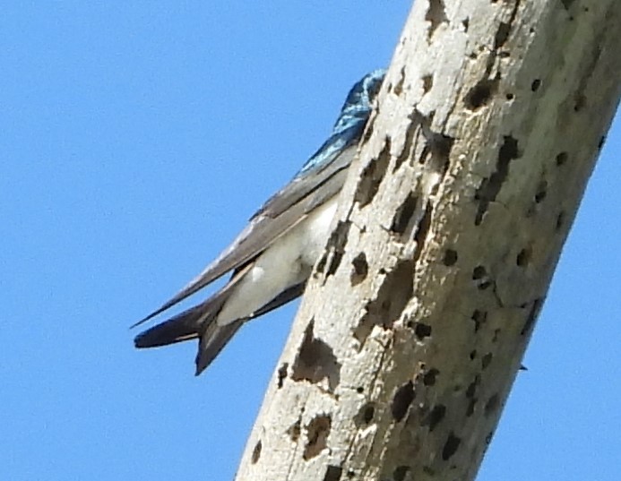 Tree Swallow - ML620389811