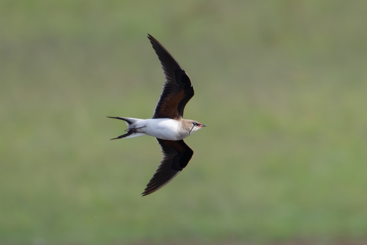 Collared Pratincole - ML620389819