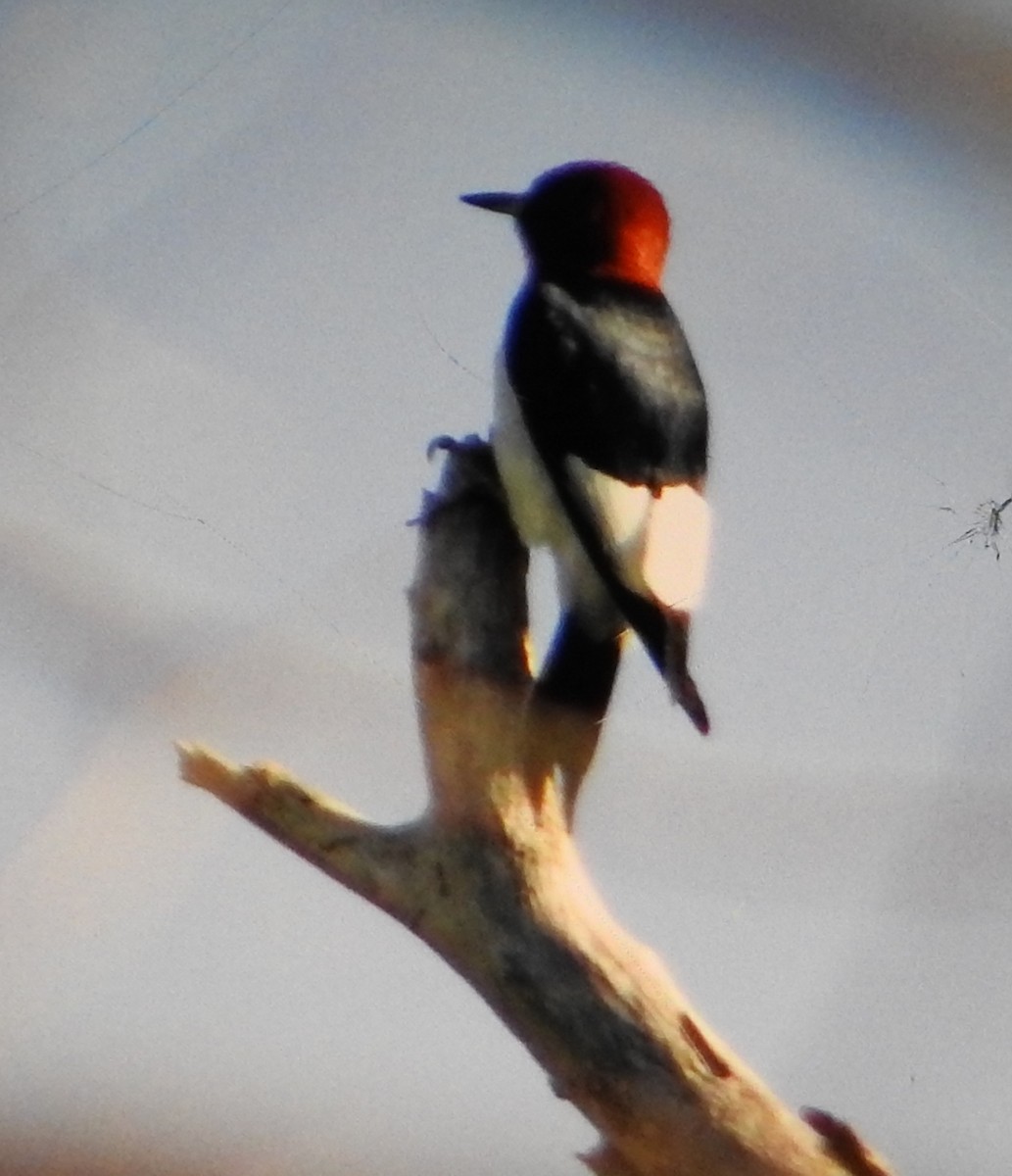 Red-headed Woodpecker - ML620389822