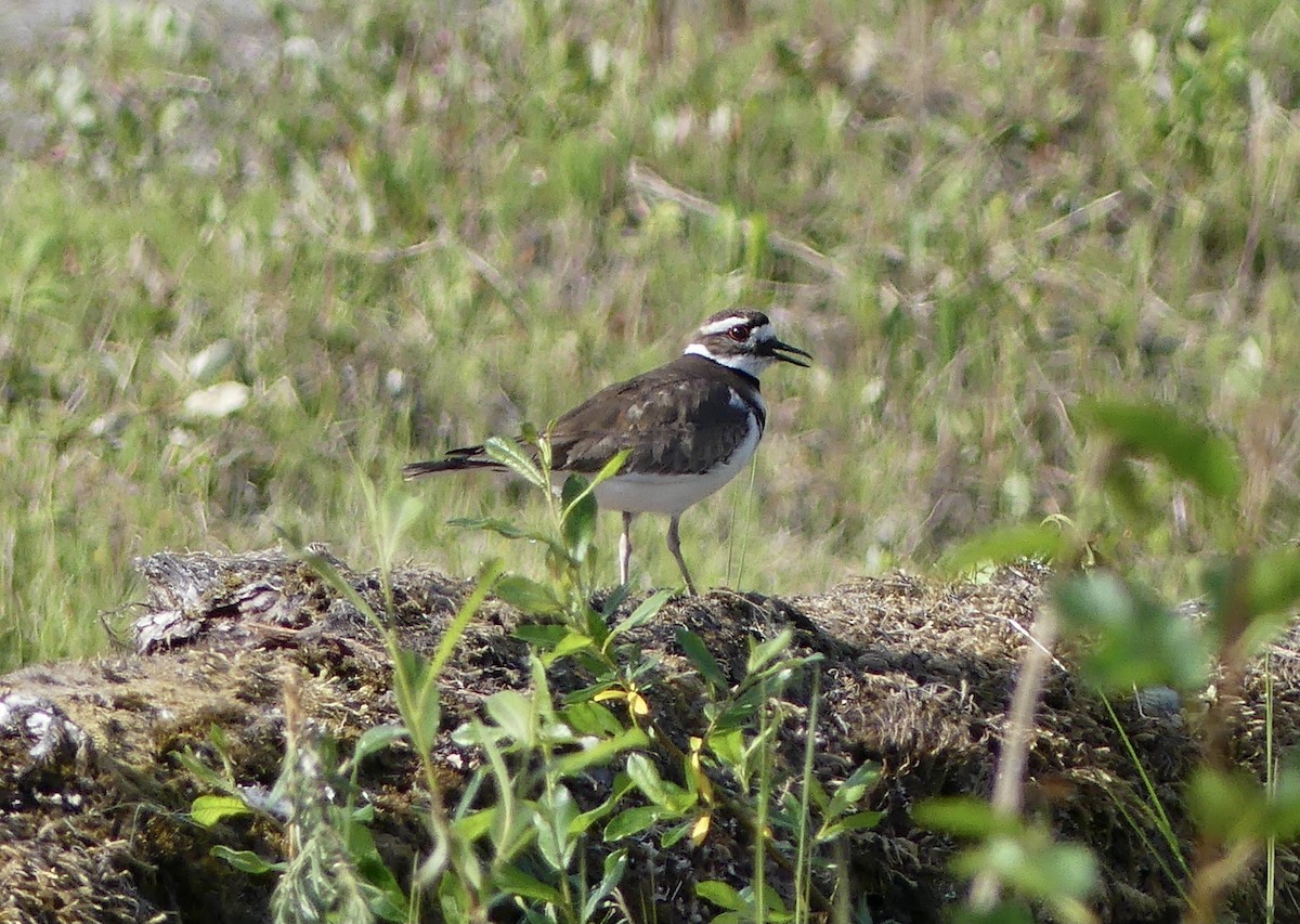 Killdeer - ML620389825