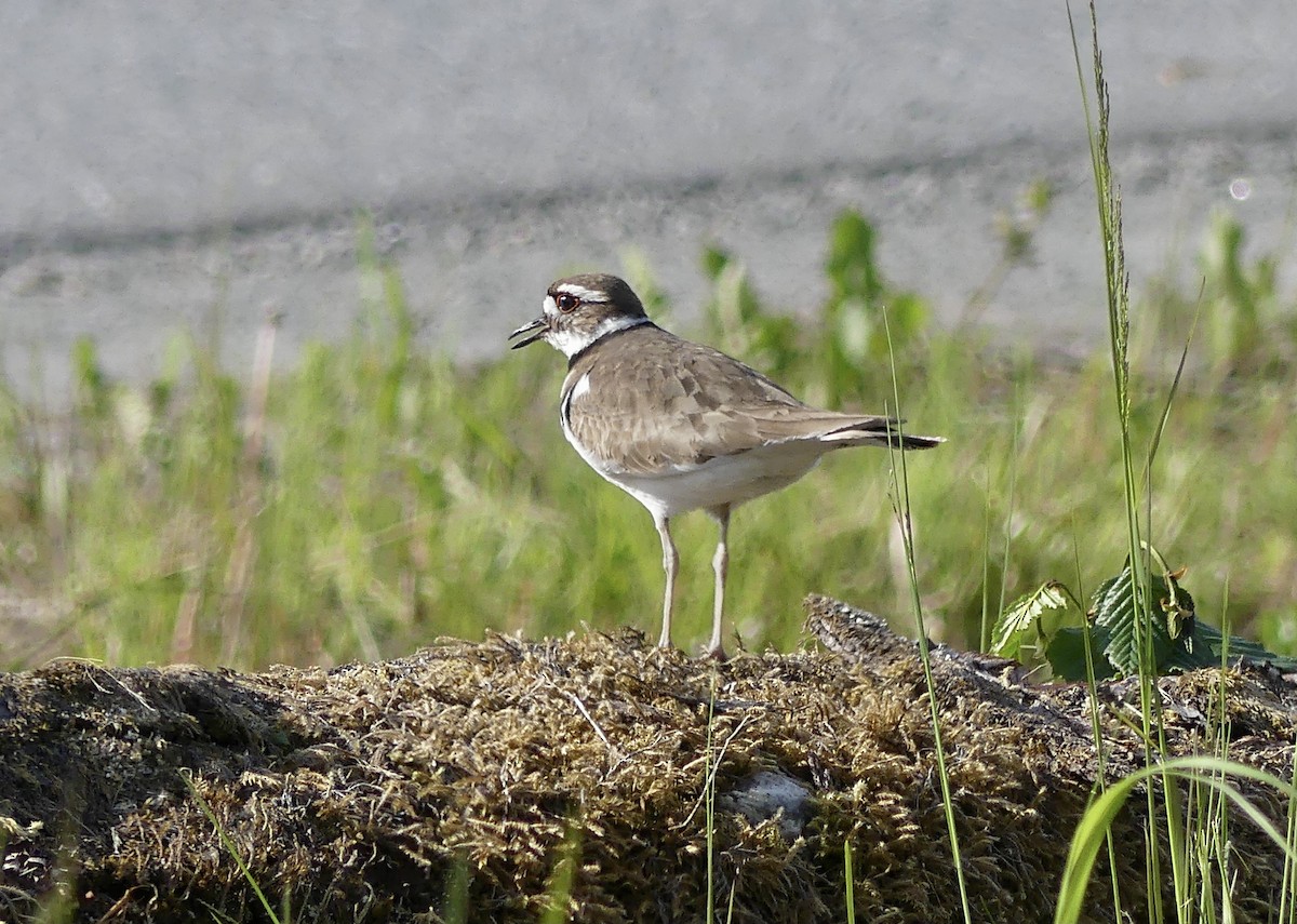 Killdeer - Mary McCafferty