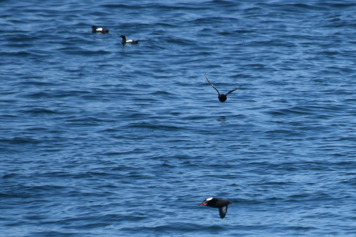 Black Guillemot - ML620389831