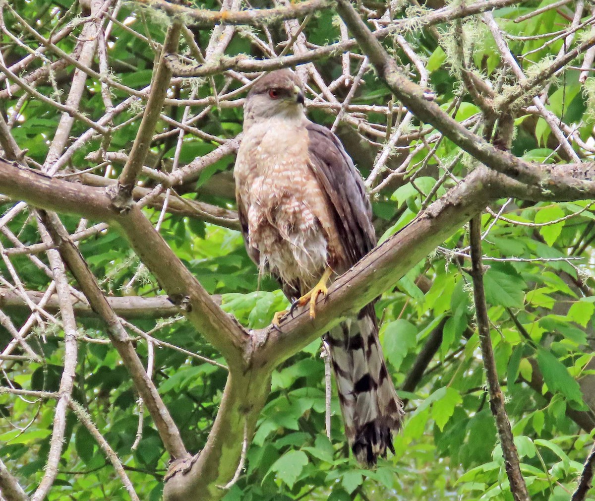 Cooper's Hawk - ML620389835