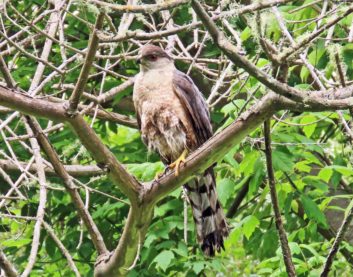 Cooper's Hawk - ML620389836