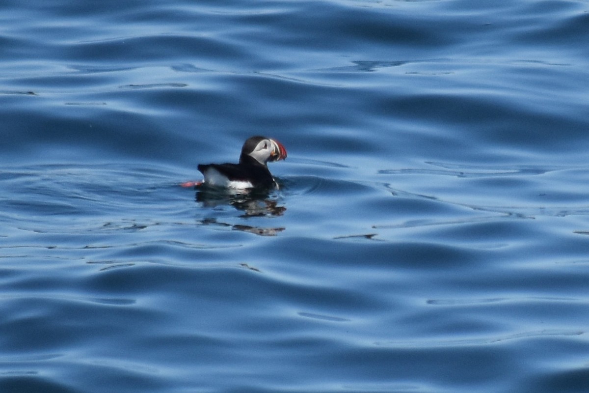 Atlantic Puffin - ML620389849