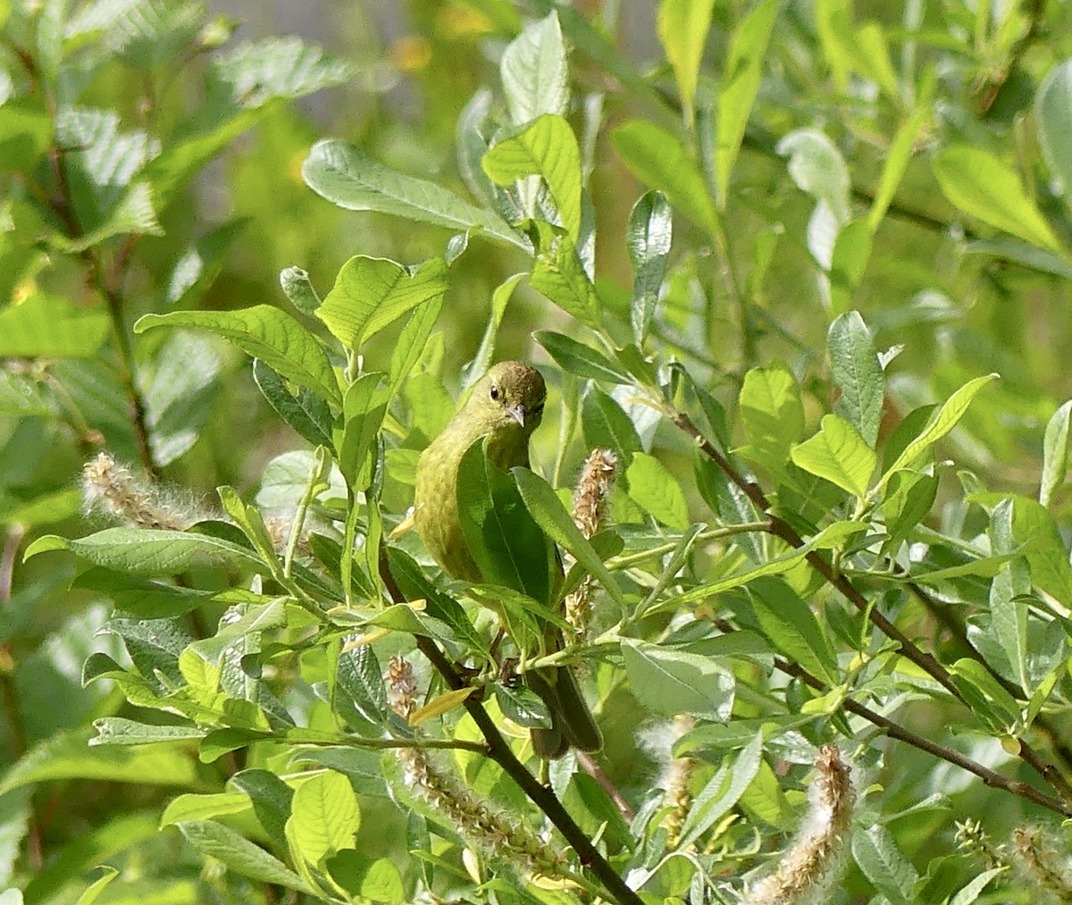 Orange-crowned Warbler - ML620389864