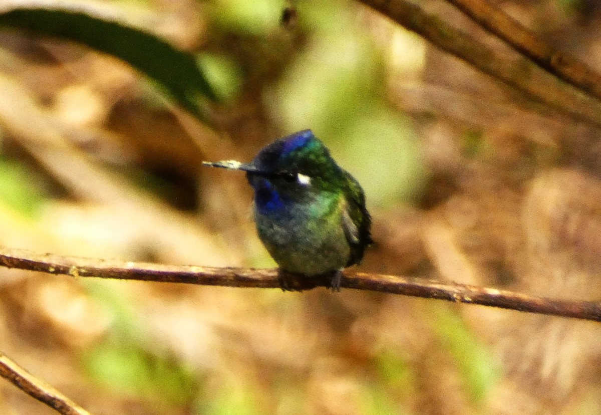 Violet-headed Hummingbird - ML620389866