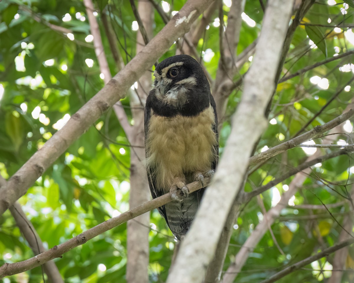 Spectacled Owl - ML620389867