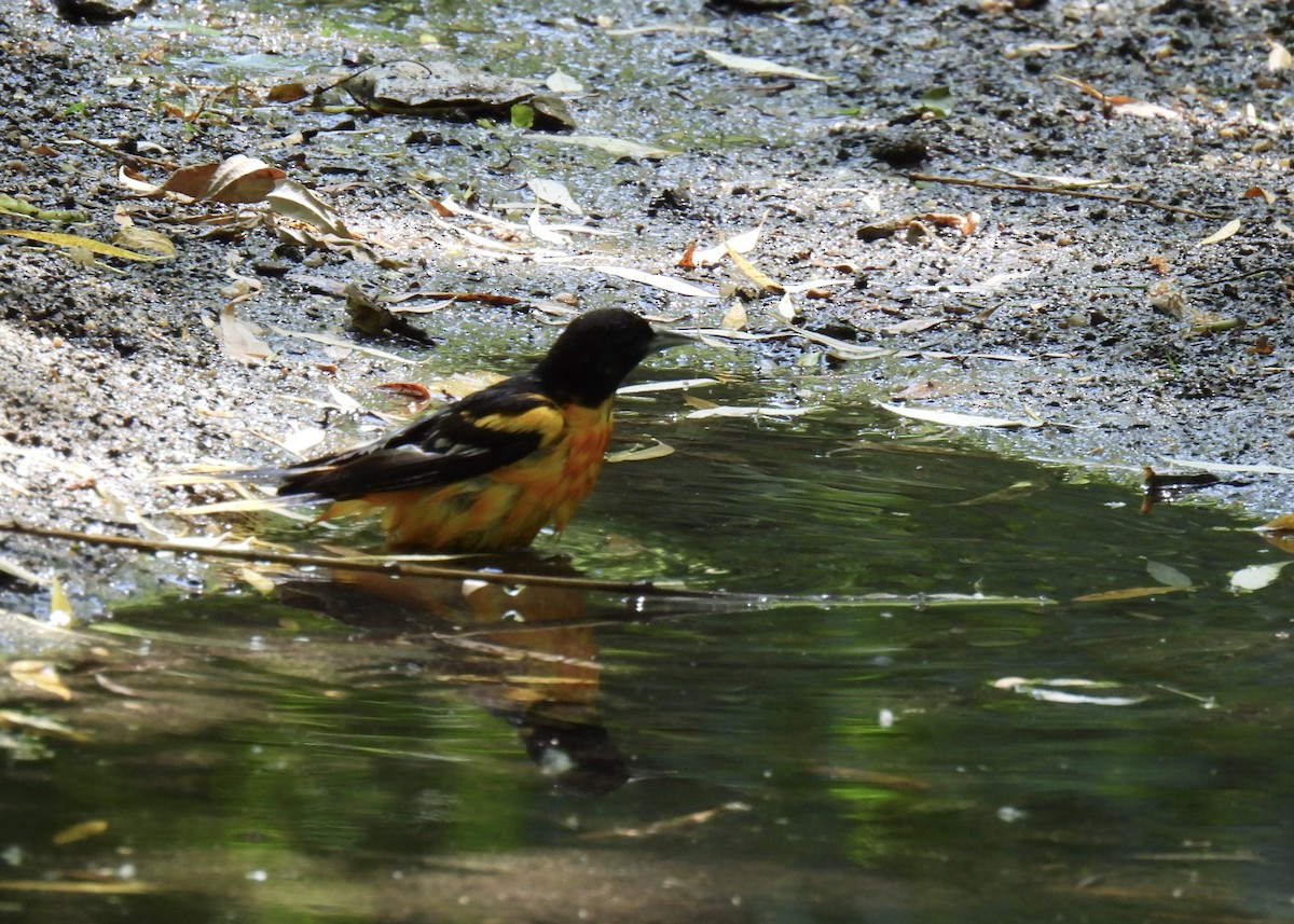 Baltimore Oriole - ML620389880